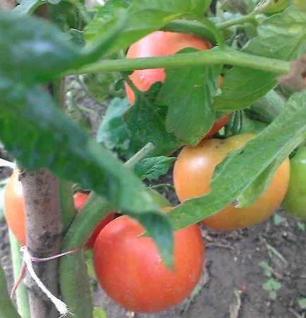 住宿加早餐酒店 Rogozen Guesthouse *