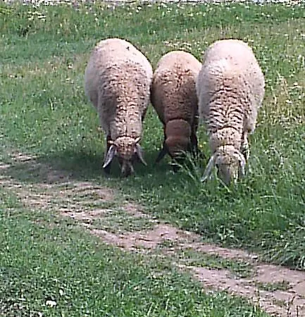 Rogozen Guesthouse Rogozen