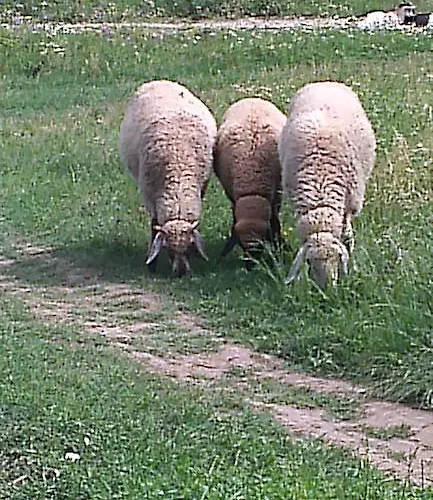 Rogozen Guesthouse Rogozen